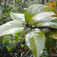 Dendrophthoe lonchiphylla (Thwaites) Danser